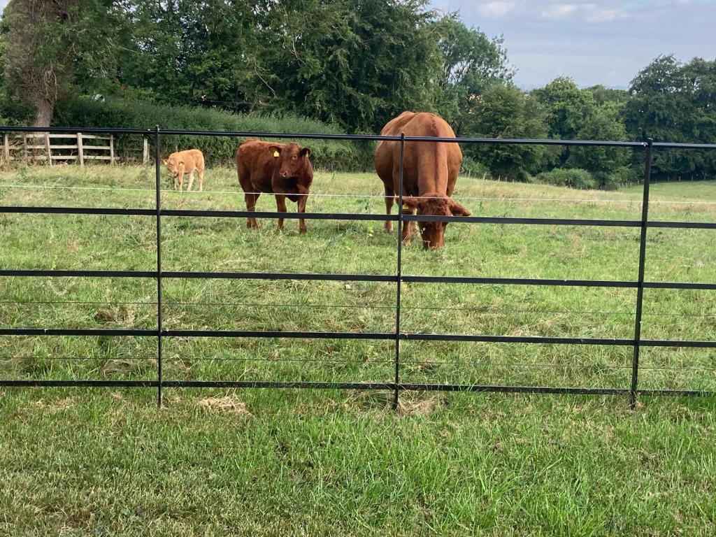 a picture pf estate fencing with cows behind the railings